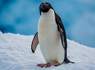 雪地里可爱的企鹅图片