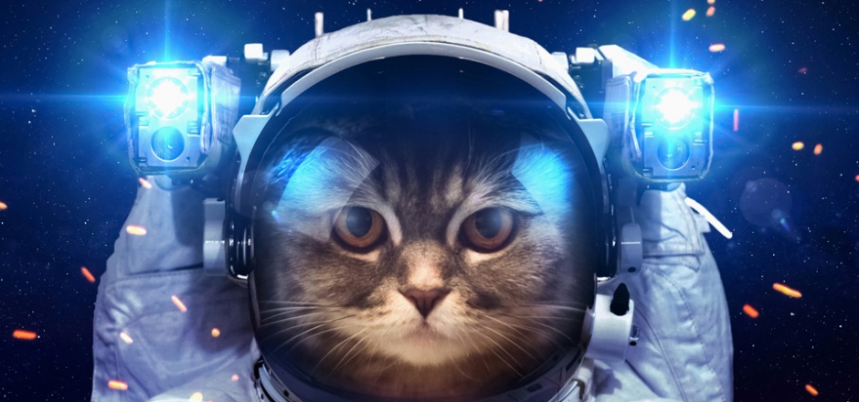 点击大图看下一张：帅气的猫变身宇航员图片