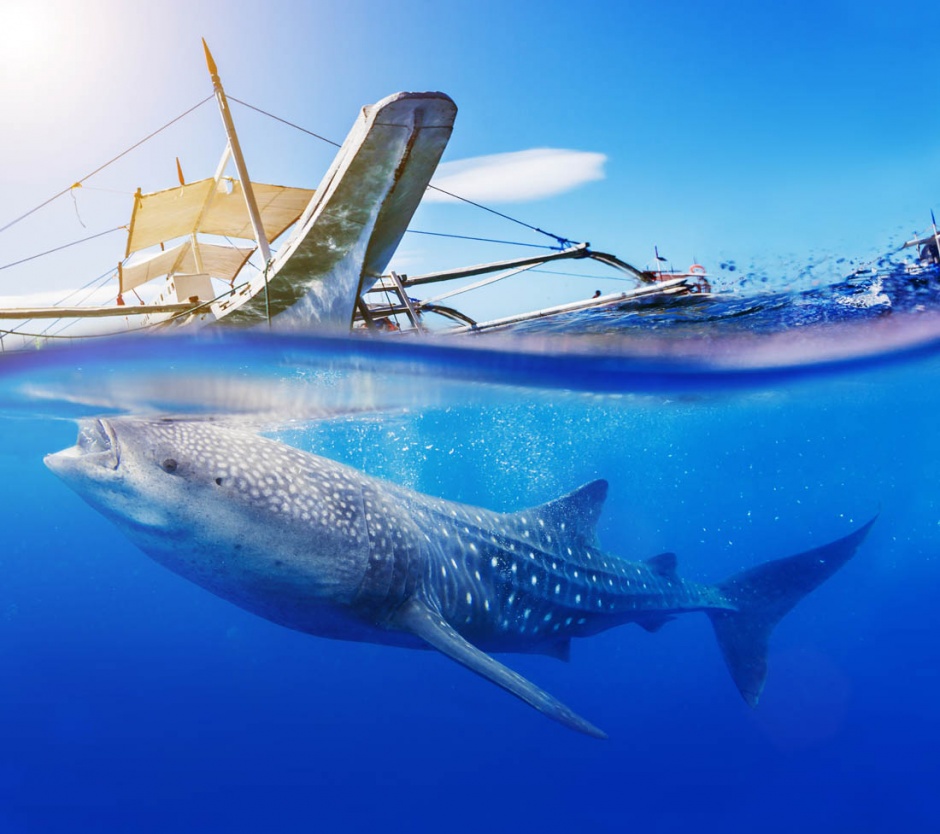 点击大图看下一张：海洋里最大的鲸鱼高清图片