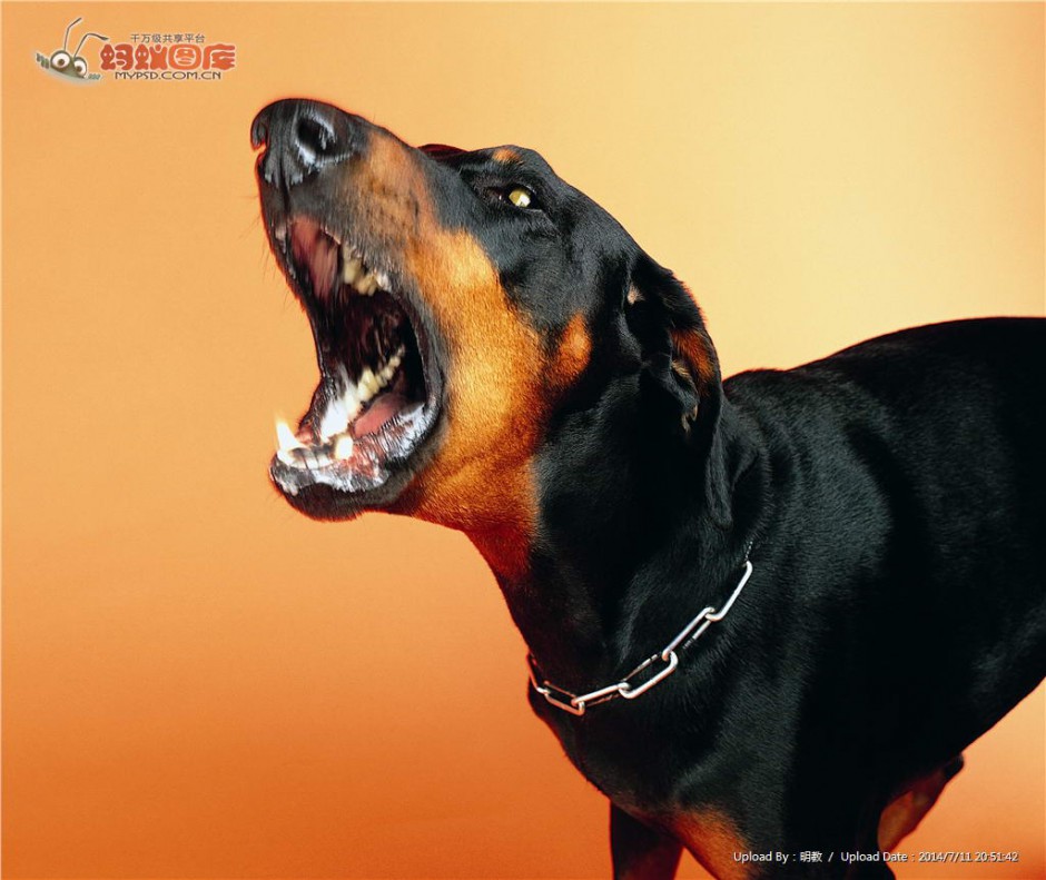 点击大图看下一张：纯种博文德系杜宾犬愤怒图片
