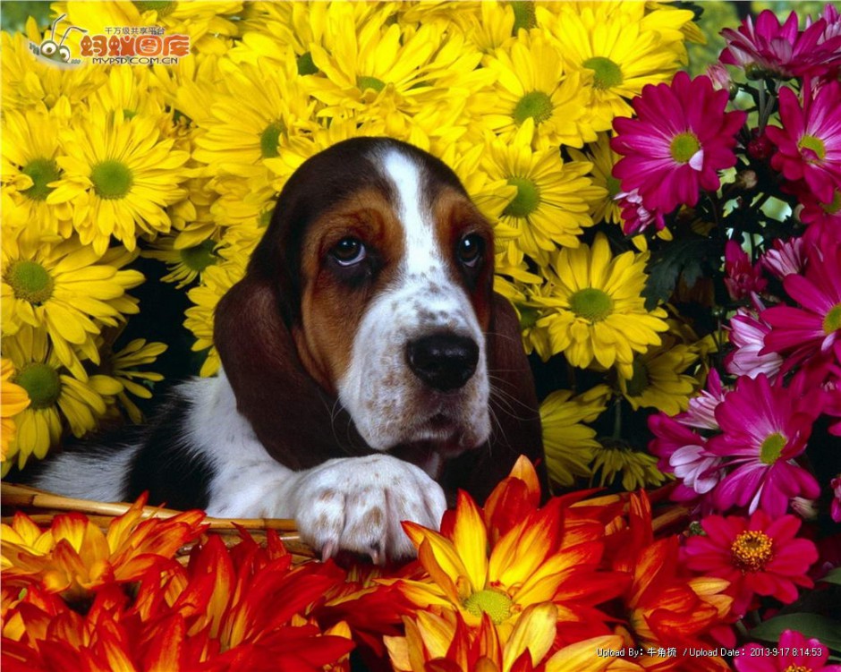 点击大图看下一张：可爱宠物狗狗巴吉度犬花园写真图片