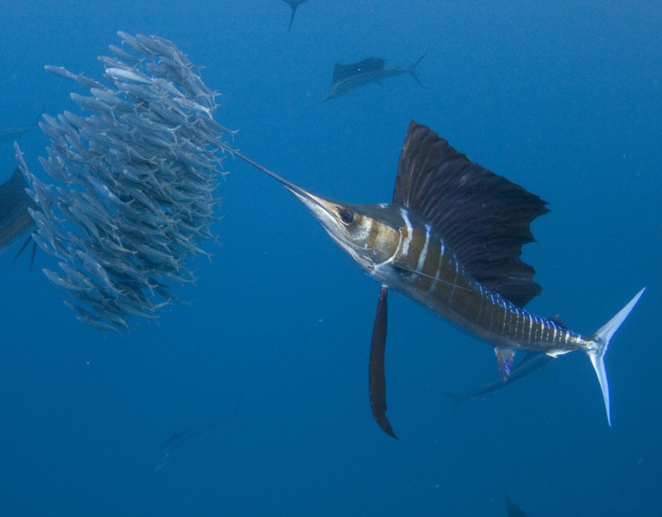 点击大图看下一张：深海捕食的长剑鱼图片