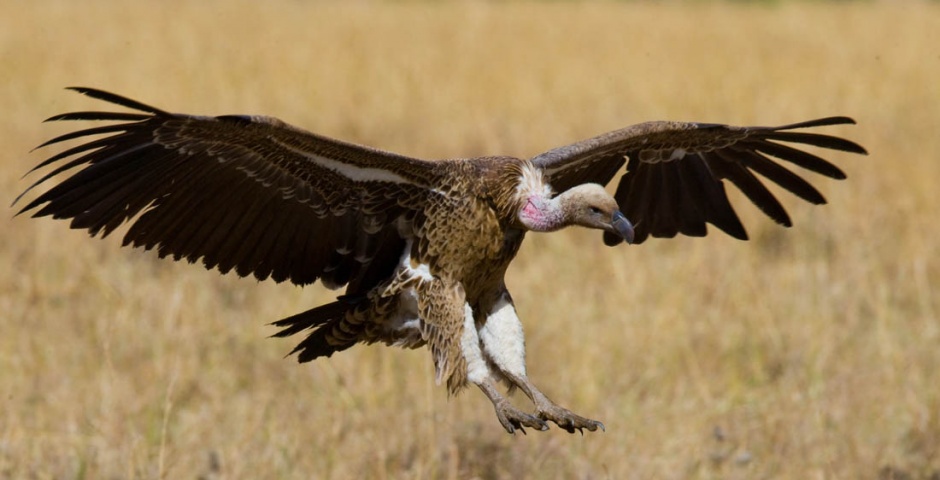 点击大图看下一张：翱翔的杀手秃鹰高清图片