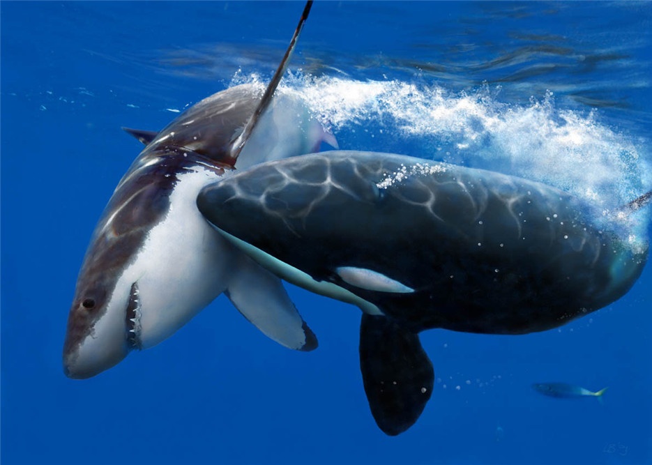 点击大图看下一张：性情凶猛的虎鲸高清摄影图