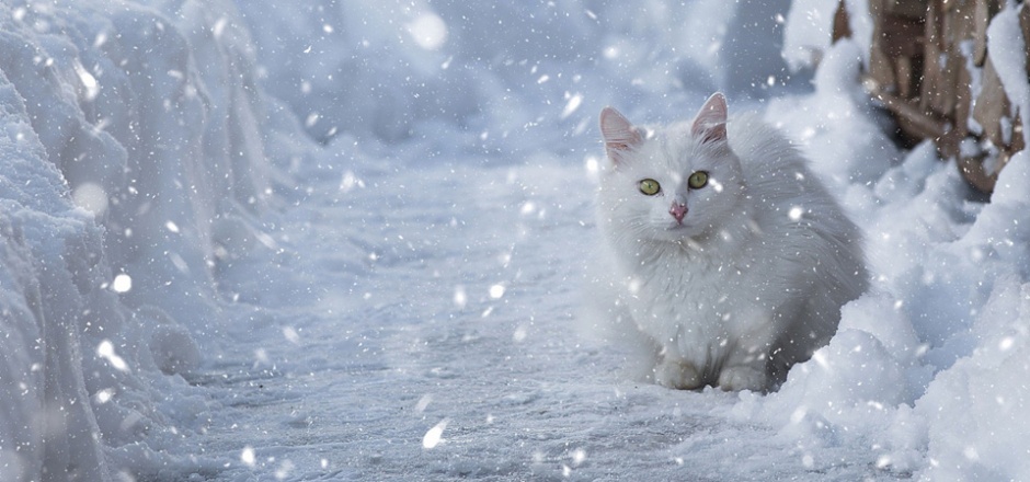 点击大图看下一张：可爱的萌宠白色小猫咪图片