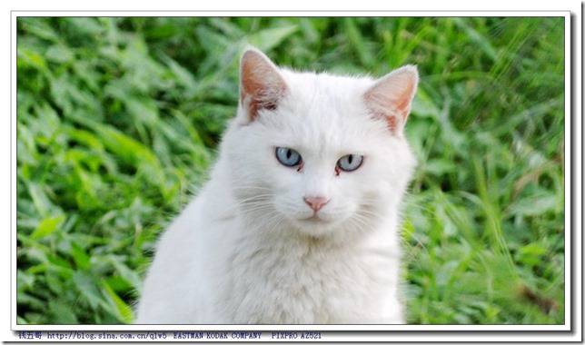 点击大图看下一张：古灵精怪的蓝眼白猫图片