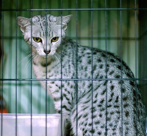 点击大图看下一张：埃及猫神情警惕图片