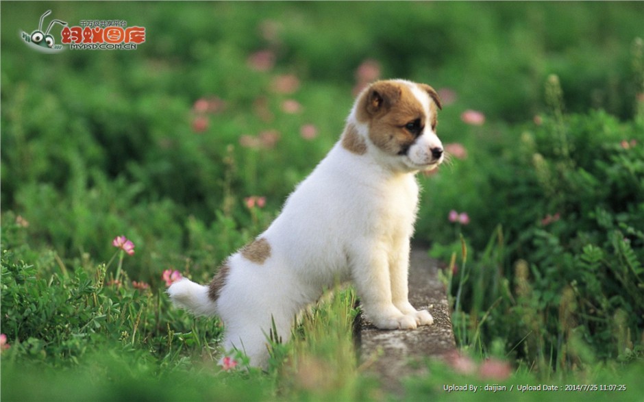 点击大图看下一张：欢蹦乱跳的秋田犬幼犬图片