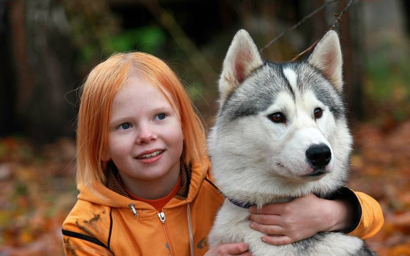 点击大图看下一张：可爱的阿拉斯加雪橇犬图片