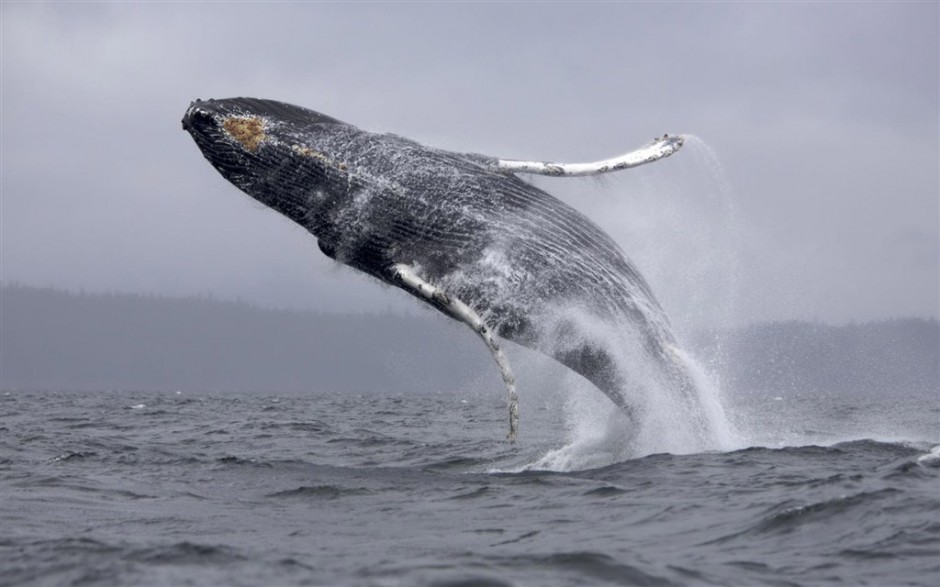 点击大图看下一张：海洋里飞跃的蓝鲸鱼图片