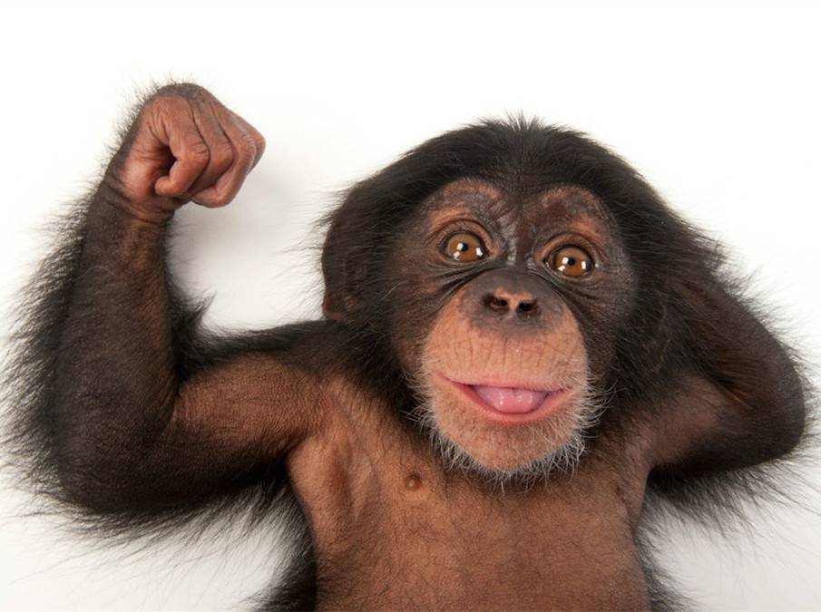 点击大图看下一张：顽皮的珍贵大猩猩图片