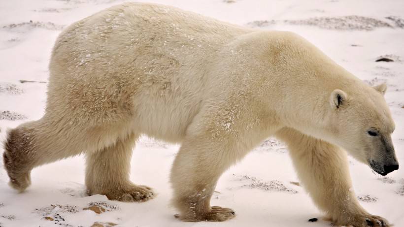 点击大图看下一张：冰雪世界里的小北极熊图片