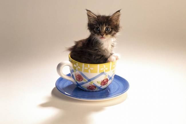 点击大图看下一张：最萌茶杯猫图片壁纸大全