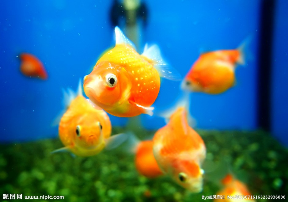 点击大图看下一张：红龙睛金鱼图片可爱小巧