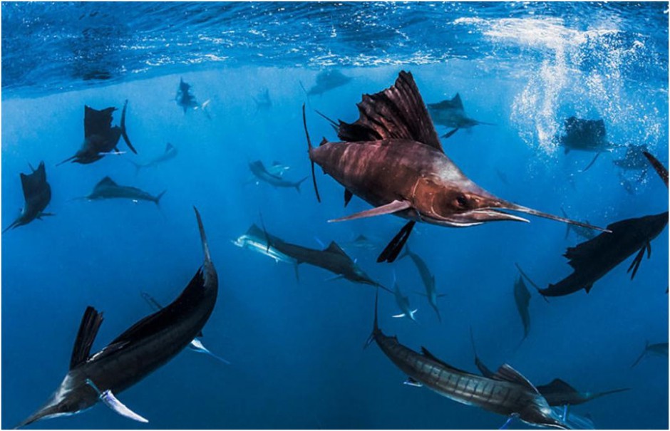 点击大图看下一张：海洋深处的生物各种旗鱼图片