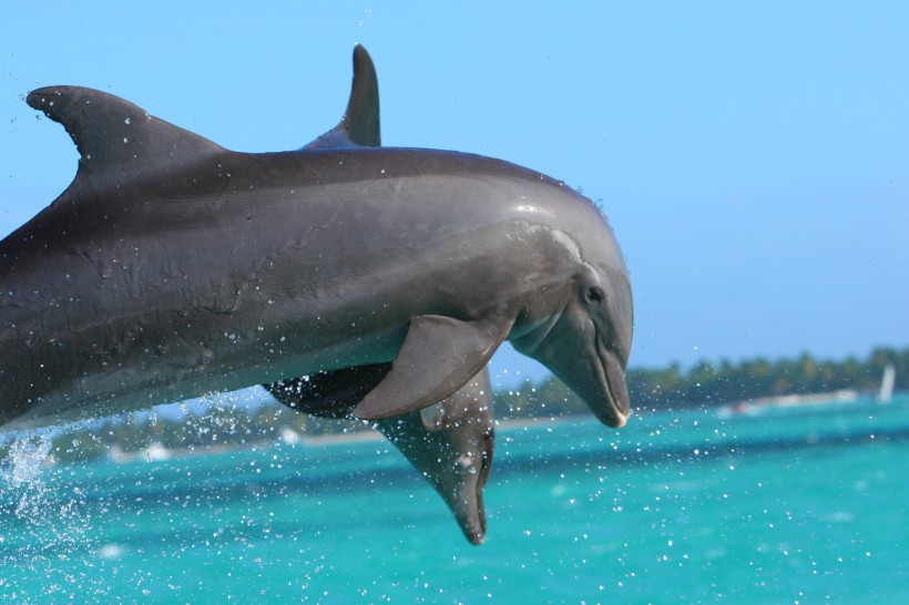 点击大图看下一张：水中的海豚图片