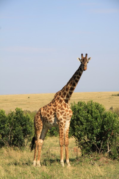 点击大图看下一张：世界最高动物长颈鹿图片