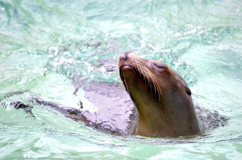 点击大图看下一张：呆萌可爱的海狮图片