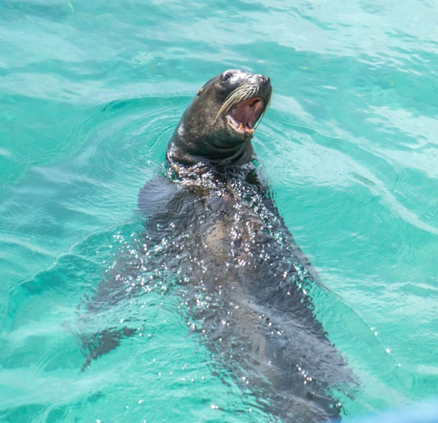 点击大图看下一张：水中的海狮图片