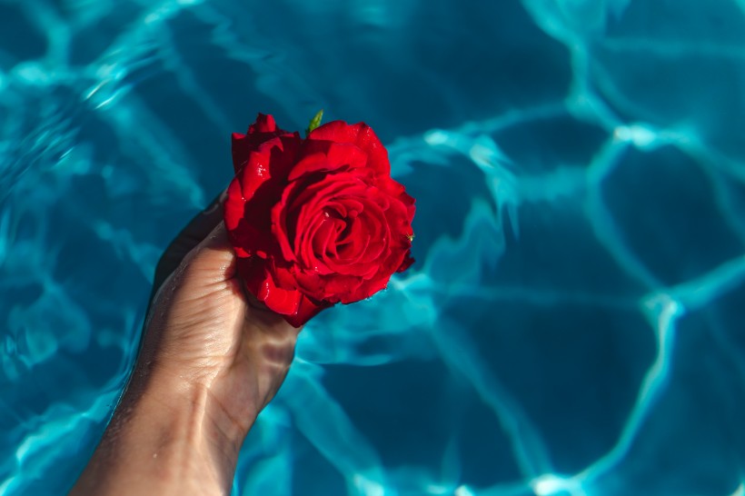 点击大图看下一张：泳池中的玫瑰图片