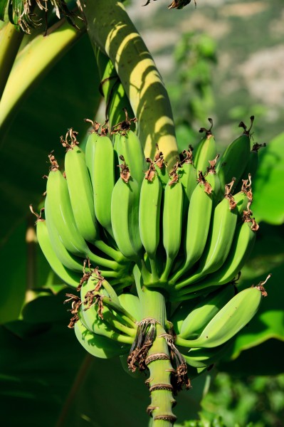 点击大图看下一张：树上未采摘的香蕉图片