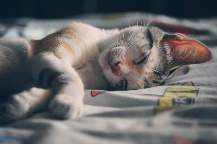 点击大图看下一张：睡懒觉的小猫图片