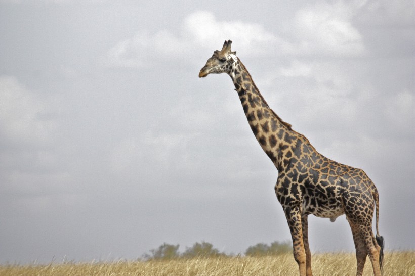 点击大图看下一张：世界最高动物长颈鹿图片