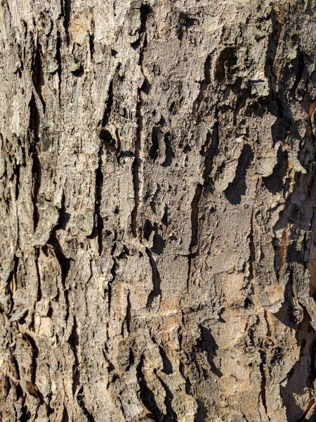 点击大图看下一张：纹络各异的树皮图片