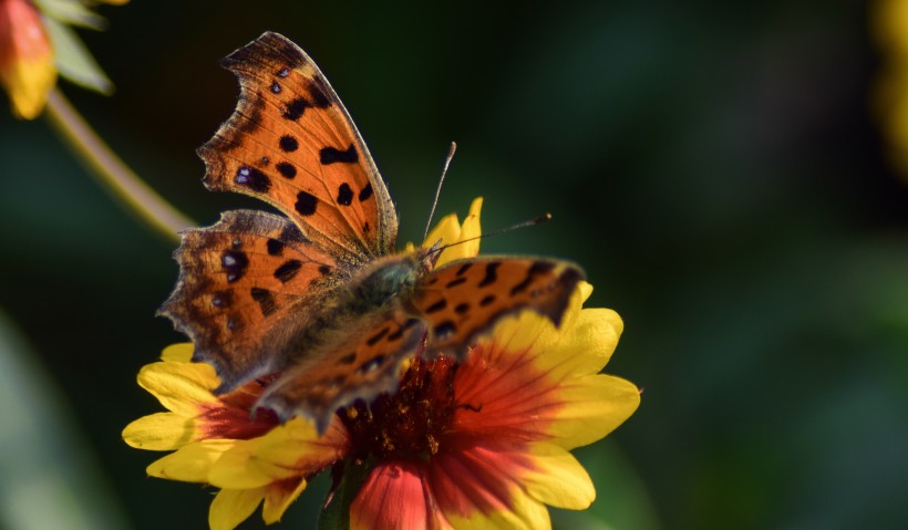 点击大图看下一张：漂亮的斑点蝴蝶图片