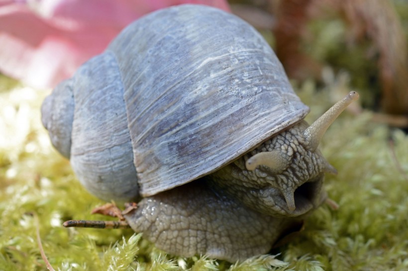 点击大图看下一张：蜷缩在壳里的蜗牛图片