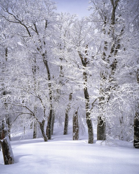 点击大图看下一张：冬季唯美的森林雪景图片