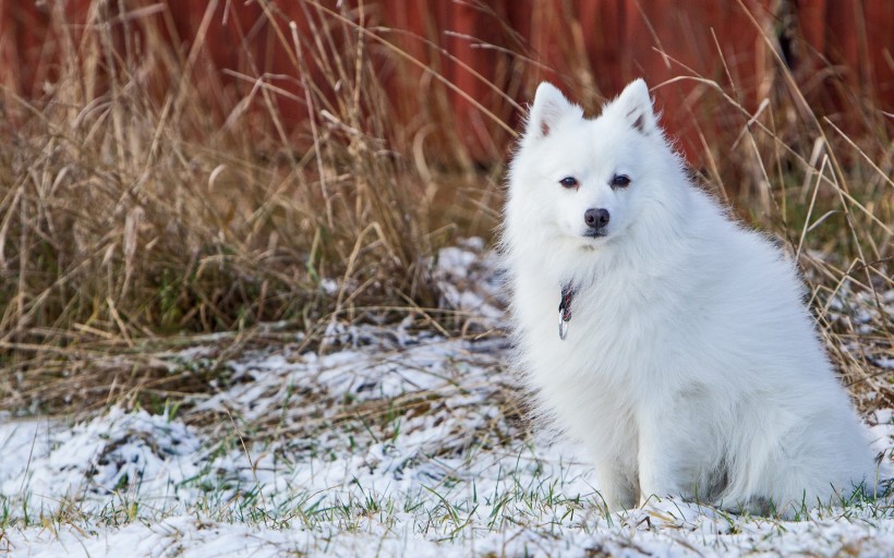 点击大图看下一张：白色的斯皮茨犬图片