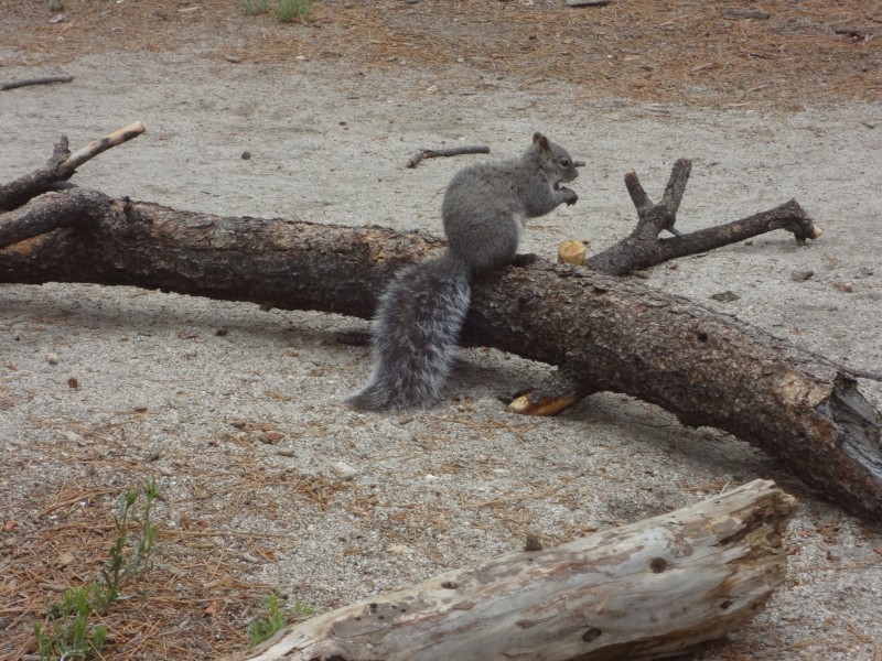 点击大图看下一张：活泼可爱的灰色小松鼠图片