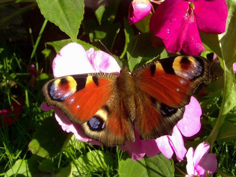 点击大图看下一张：花丛中的孔雀蝴蝶图片