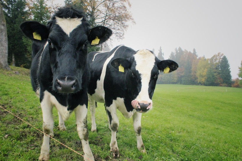 点击大图看下一张：草地上悠闲的奶牛图片
