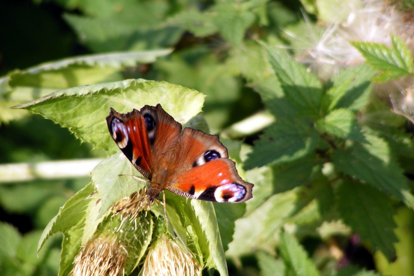 点击大图看下一张：草丛中的孔雀蝴蝶图片
