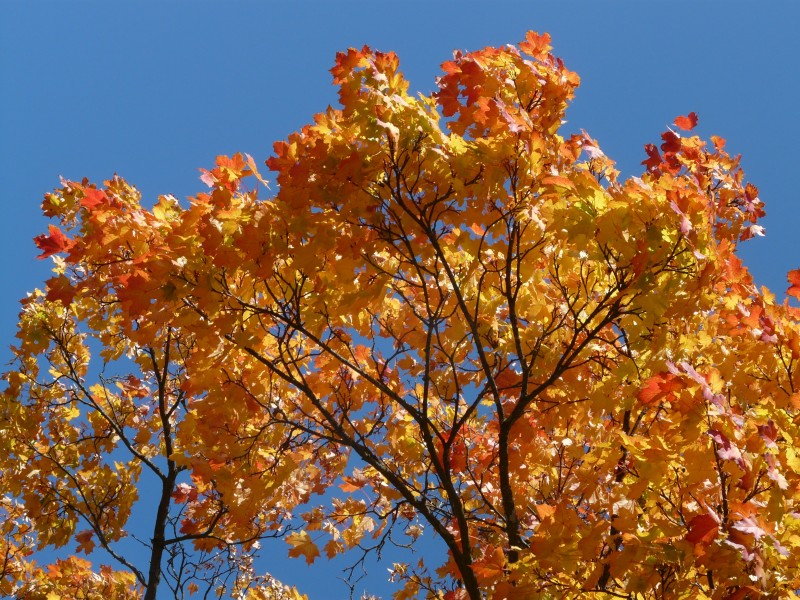 点击大图看下一张：秋天金黄色的枫叶图片
