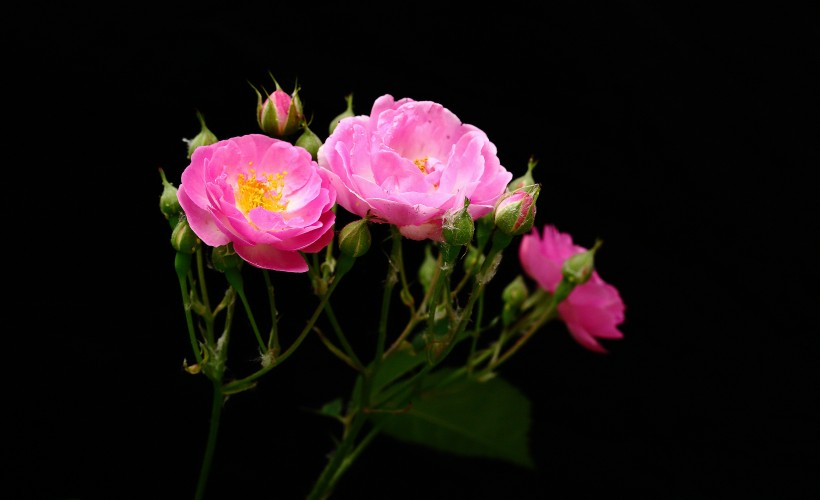 点击大图看下一张：漂亮的蔷薇图片