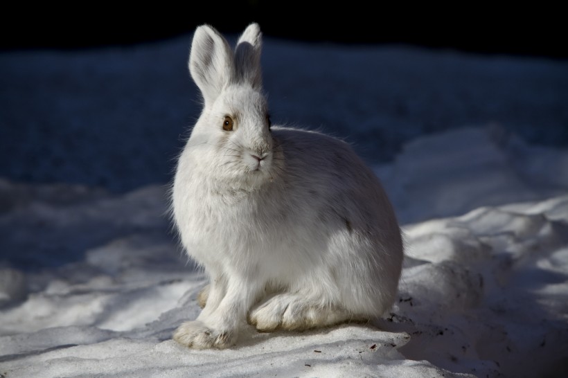 点击大图看下一张：一只野生兔子图片