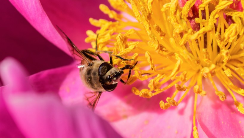 点击大图看下一张：可爱的小蜜蜂图片