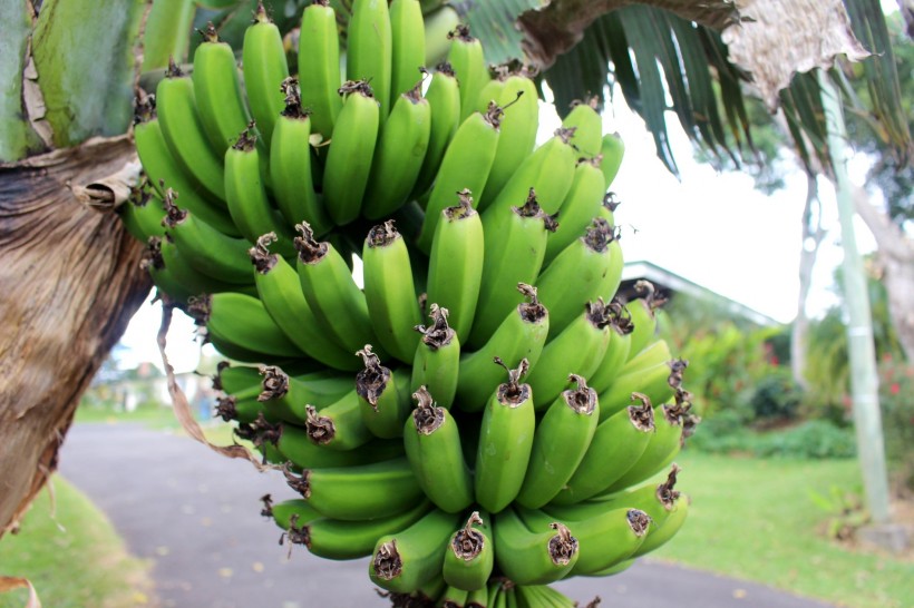 点击大图看下一张：新鲜美味的香蕉图片