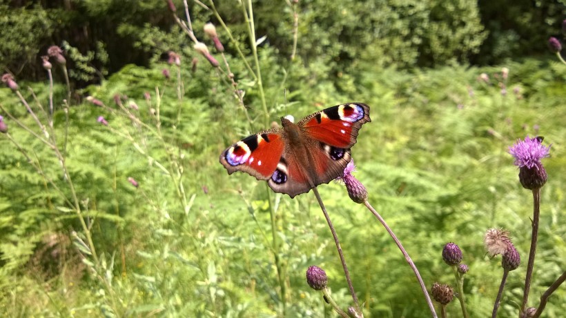 点击大图看下一张：草丛中的孔雀蝴蝶图片