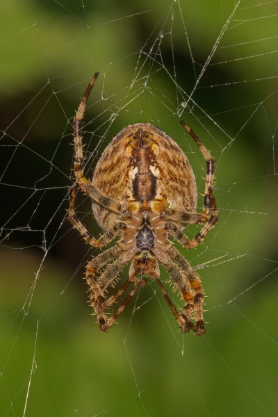 点击大图看下一张：蛛网上的蜘蛛图片