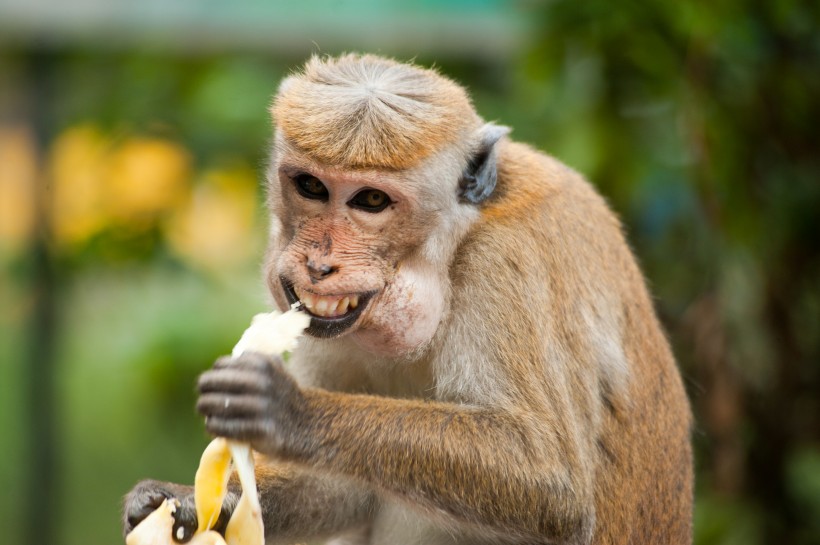 点击大图看下一张：调皮可爱的猴子图片
