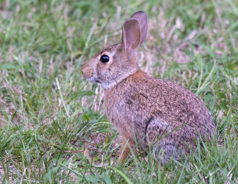 点击大图看下一张：竖起双耳的兔子图片