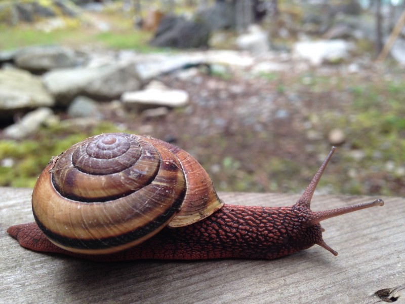 点击大图看下一张：缓慢爬行的蜗牛图片