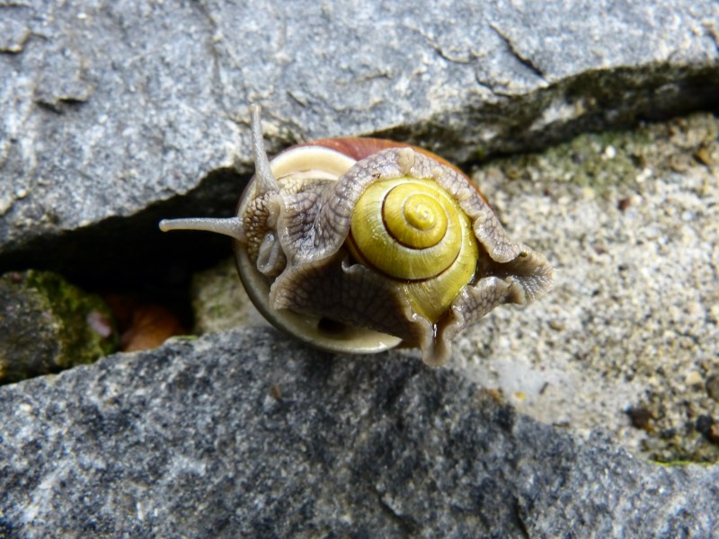 点击大图看下一张：蜗牛高清图片