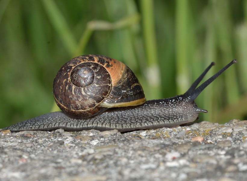 点击大图看下一张：缓慢爬行的蜗牛图片