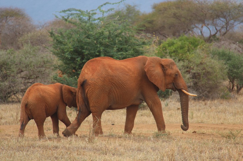 点击大图看下一张：走在一起的大象和小象图片