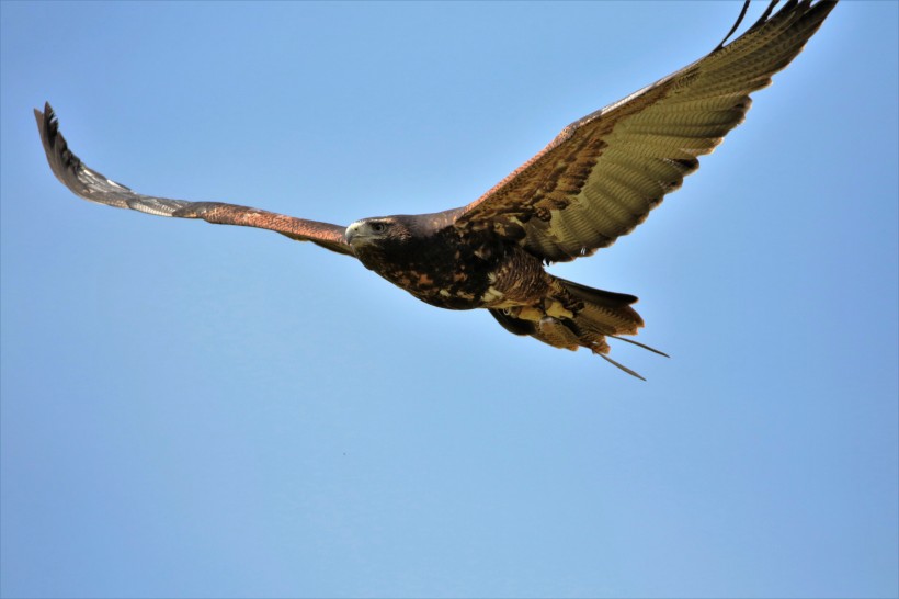 点击大图看下一张：展翅飞翔的老鹰图片